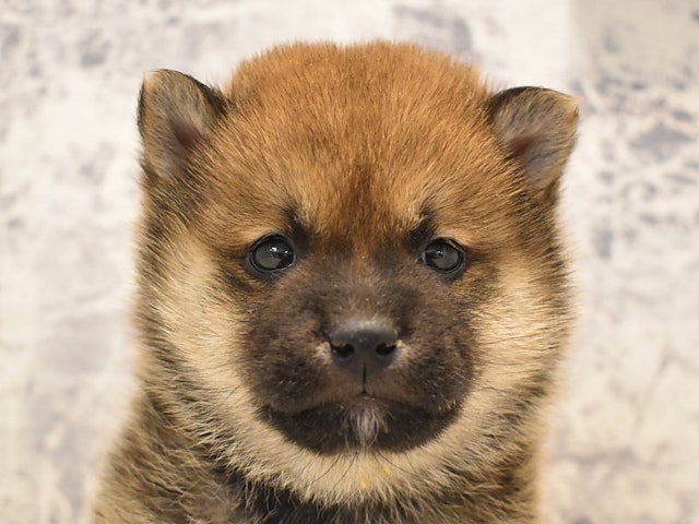 2023年12月7日生まれの柴犬(標準サイズ)の1枚目の写真